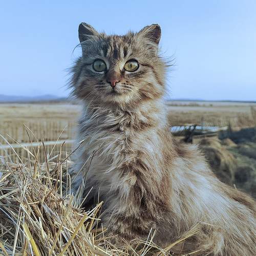 Photo #10703500