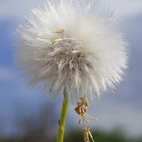 Пушистый одуванчик/Fluffy dandelion