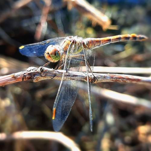 Стрекоза/Dragonfly
