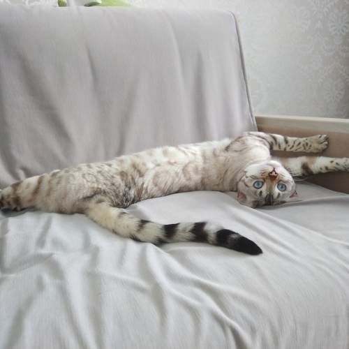 Photo #10704108