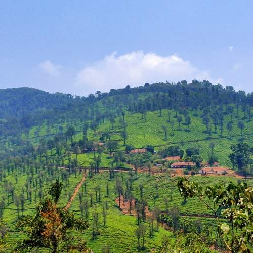 Tea estate