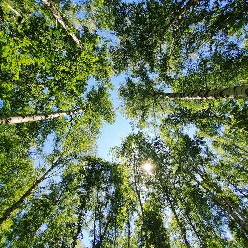 Photo #10704615