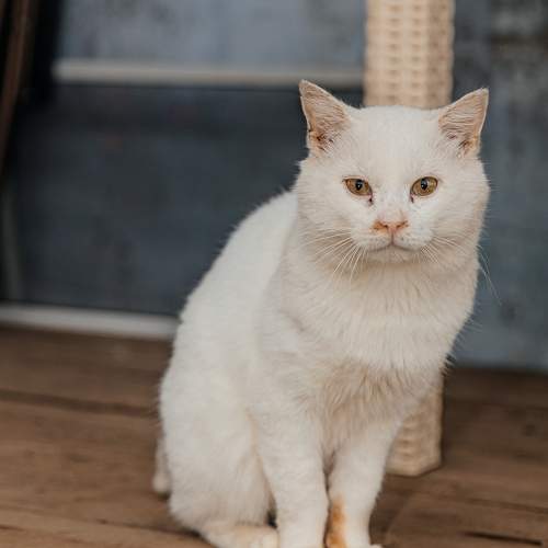 Photo #10705062