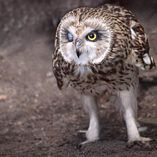 Photo #10705339