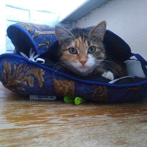 Photo #10705451