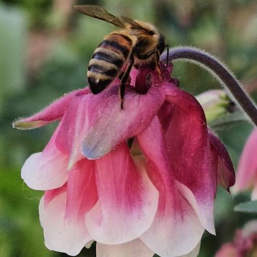 Photo #10705512