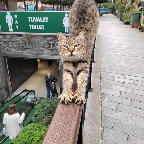 Photo #10705660