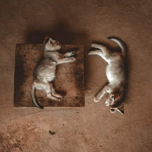 Photo #10706162