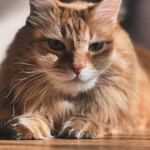 Photo #10707894