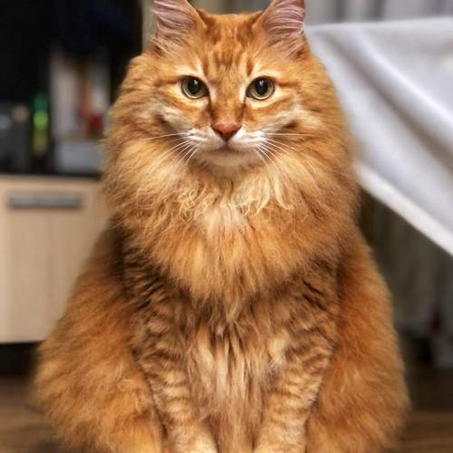 Photo #10707896
