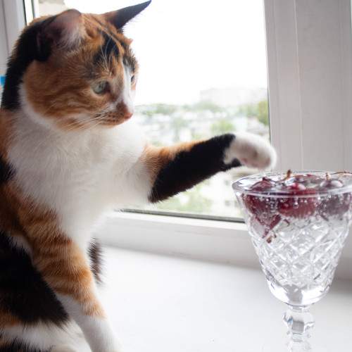 Photo #10708357