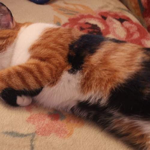 Photo #10708371