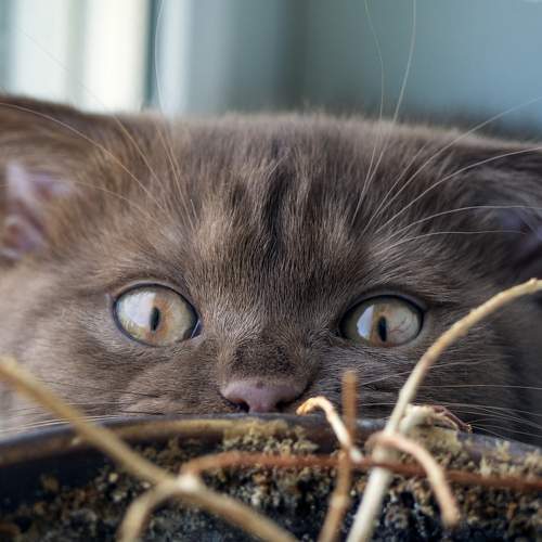Photo #10708876