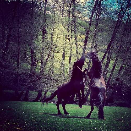 Photo #10709235