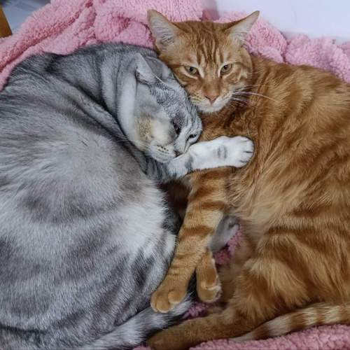 Photo #10709315