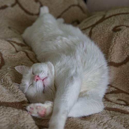Photo #10709419