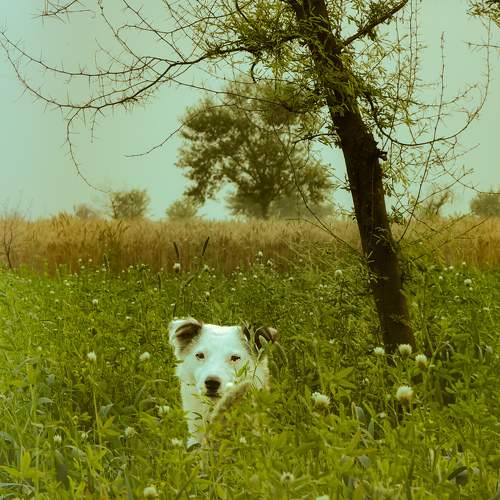Photo #10709446