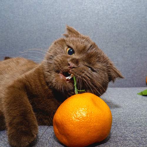 Photo #10709612