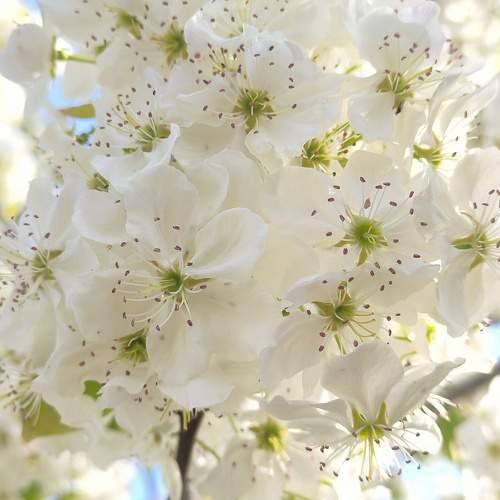 Photo #10709630