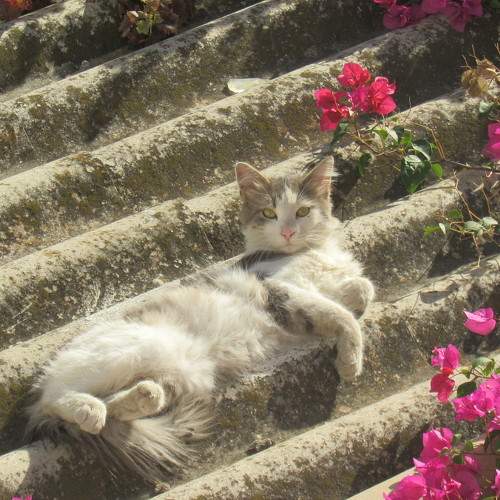 Photo #10709731