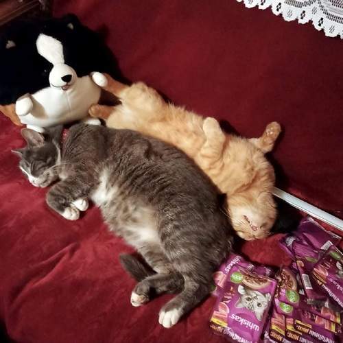 Photo #10710329