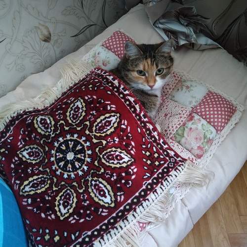 Photo #10710559