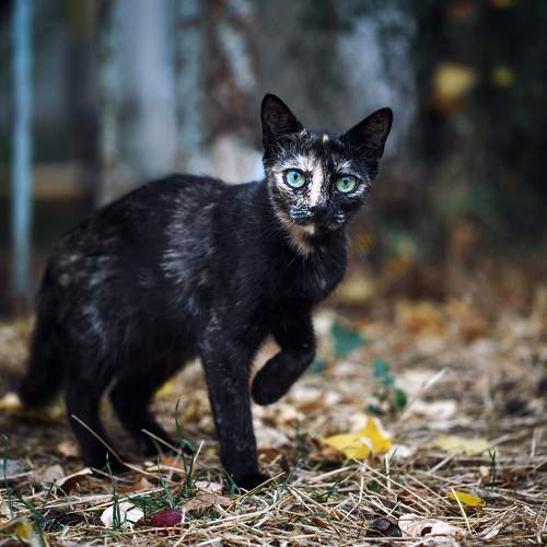 Photo #10710749
