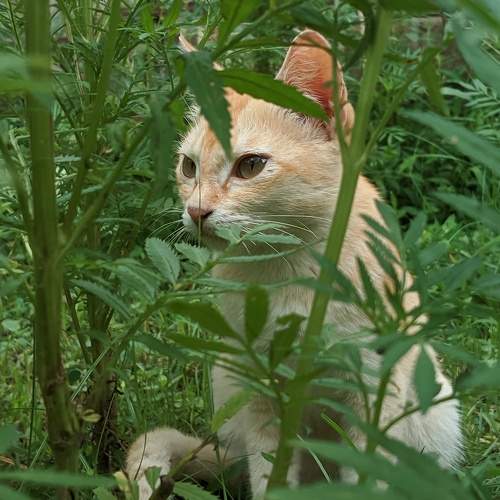 Photo #10711101