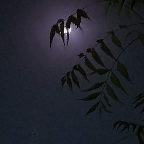 Photo #10711152