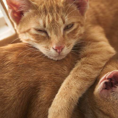 Photo #10711265