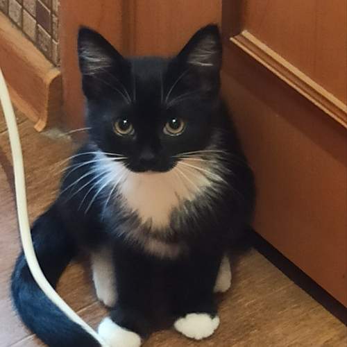 Photo #10711338