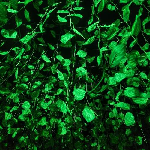 Photo #10711401