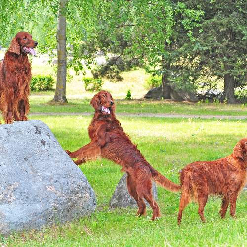 Photo #10711414