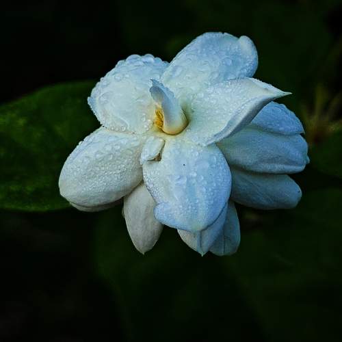 Jasmine flower