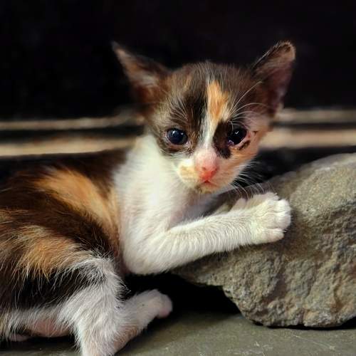 Cute cat