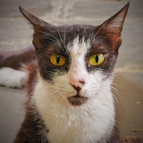 Whiskers That Melt Your Heart.