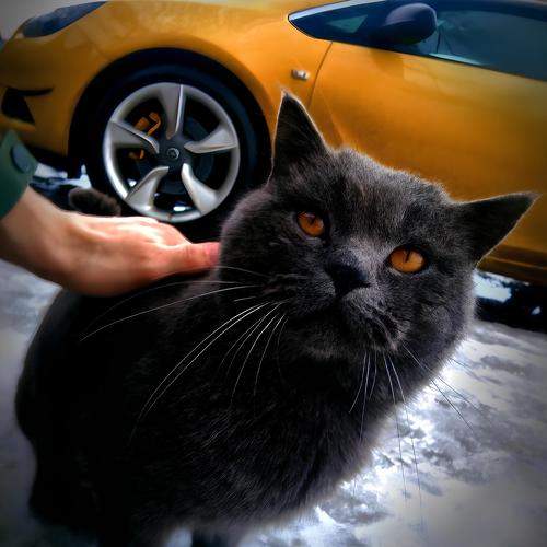 Photo #10711738