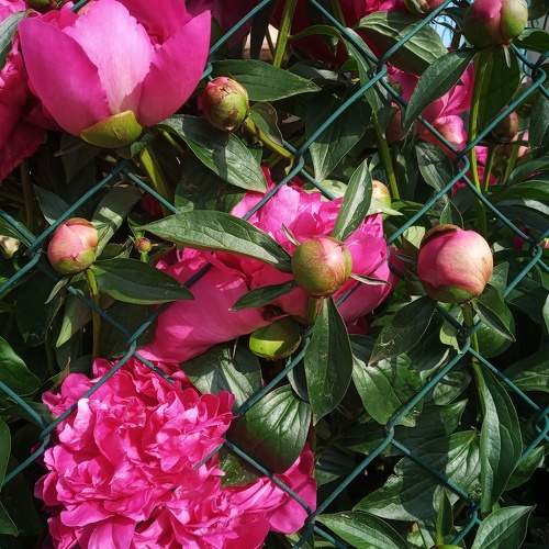 Photo #10711995