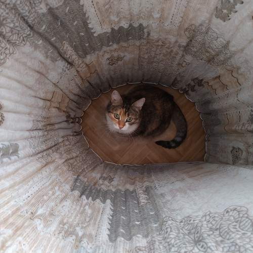 Photo #10712154