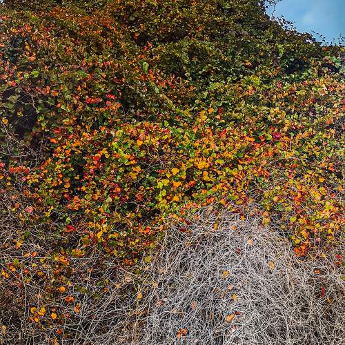 The Golden Tree