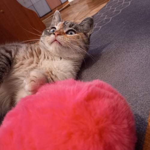 Photo #10712419