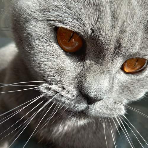 Photo #10712438