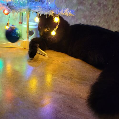 Photo #10712496