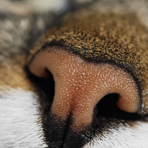 Photo #10712676