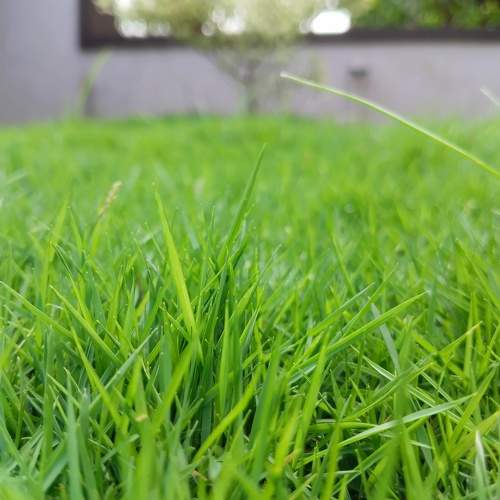 Beauty of green
