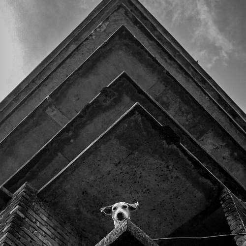 Photo #10713044