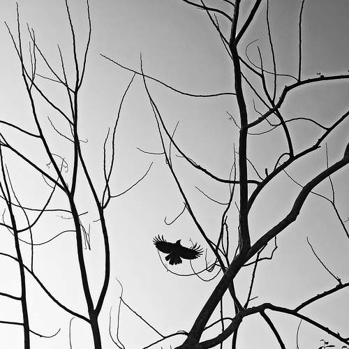 Photo #10713147