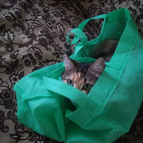 Photo #10713415