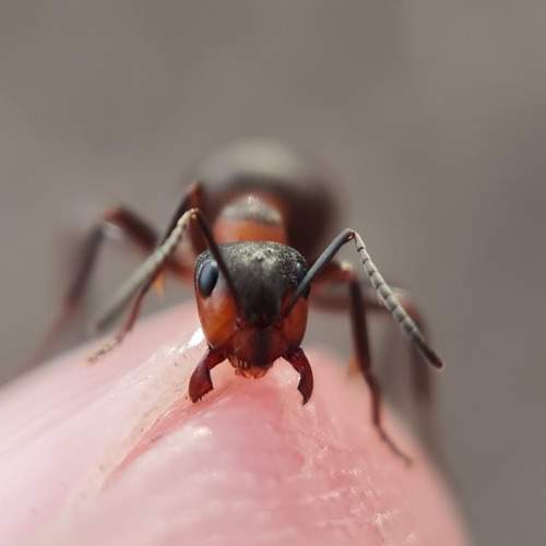 Photo #10713438