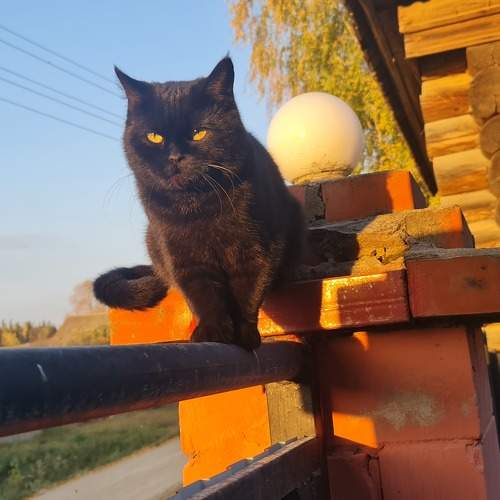 Photo #10713468